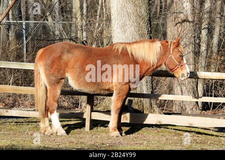 A Belgium Draft Horse. Bergen County Zoo, Van Saun Park, New Jerseyt, USA Stock Photo