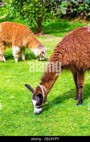 Llama and alpaca grazing in the garden of Tunupa Restaurant near Maras Salt Ponds, Sacred Valley, Peru Stock Photo