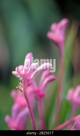 Western Australian native pink Kangaroo Paw flower, Anigozanthos, family Haemodoraceae Member of the bloodwort family Stock Photo