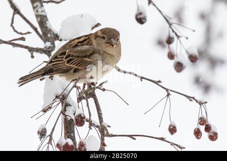 A female house sparrow in a snow covered tree Stock Photo