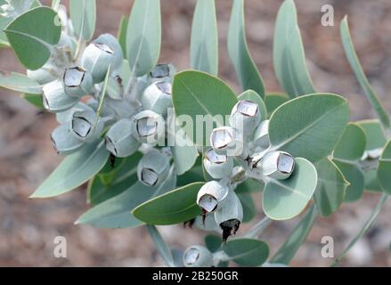Foliage and gum nuts of the Australian native Tallerack, Eucalyptus pleurocarpa, formerly Eucalyptus tetragona, family Myrtaceae. Common name is Talle Stock Photo