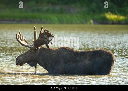 Profile of Bull Moose in Mountain Lake Stock Photo