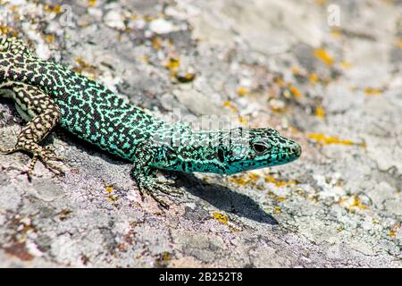 Iberian Mountain Lizard (Iberolacerta monticola monticola) is an endemic sub-species of Serra da Estrela (Portugal) Stock Photo