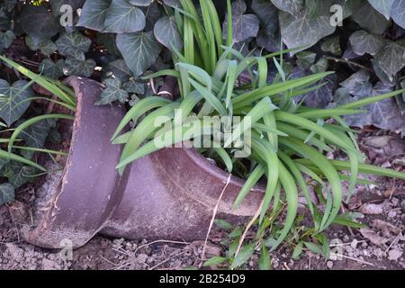 A plant with narrow and long leaves grows in an old tube. The ivy in the background Stock Photo