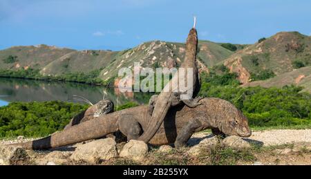 Dragon on the dragon. A female dragon climbed on top of the larger male. Komodo dragon,  scientific name: Varanus komodoensis. Scenic view on the back Stock Photo