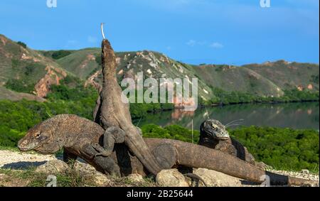 Dragon on the dragon. A female dragon climbed on top of the larger male. Komodo dragon,  scientific name: Varanus komodoensis. Scenic view on the back Stock Photo