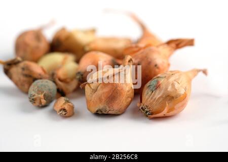 Onion with mold on a white background. Small onion bulbs covered with mold. Diseases and fungi affecting plants and vegetables. Stock Photo