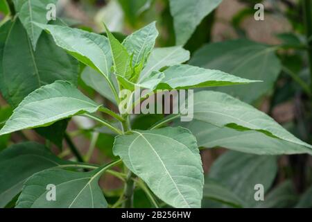 Jerusalem artichoke plant (earth apple) leaves and bushes close-up. Green bush of Jerusalem artichoke in the summer afternoon in the garden. Stock Photo