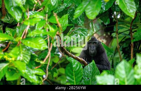 The Celebes crested macaque on the branch of the tree in the rain.  Crested black macaque, Sulawesi crested macaque, sulawesi macaque or the black ape Stock Photo