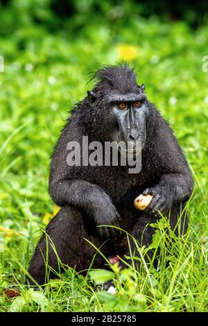 The Celebes crested macaque with fruit. Green natural background