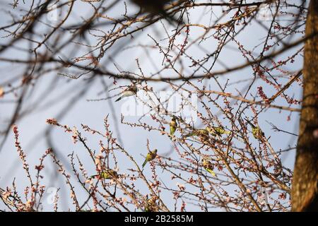 Rome, Italy. 29th Feb, 2020. Parrots stand in a burgeoning tree in early spring, in Rome, Italy, Feb. 29, 2020. Credit: Cheng Tingting/Xinhua/Alamy Live News Stock Photo