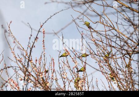 Rome, Italy. 29th Feb, 2020. Parrots stand in a burgeoning tree in early spring, in Rome, Italy, Feb. 29, 2020. Credit: Cheng Tingting/Xinhua/Alamy Live News Stock Photo