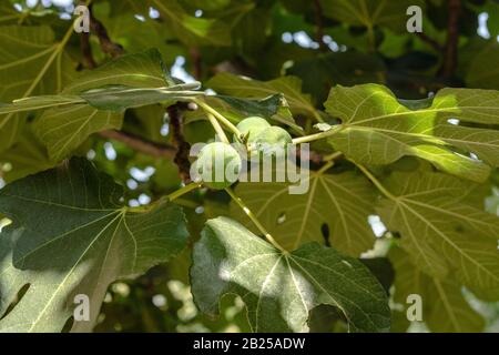 Fig tree. Green unripe figs are growing on fruit tree branch with lush foliage in italian garden Stock Photo