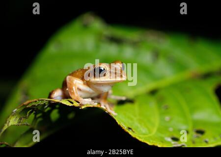 Asian Brown Tree Frog Polypedates megacephalus photographed at night after rain in the tropical rainforest of the Southern Cardamom Mountains, Cambodi Stock Photo