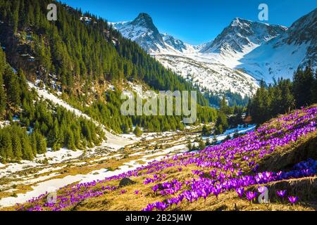Magical glade with spring flowers and snowy mountains. Purple saffron flowers in the mountains, Fagaras mountains, Carpathians, Romania, Europe Stock Photo