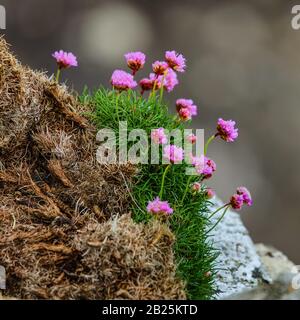 Traditional Scottish Mountains Flowers and bushes close-up. Stock Photo