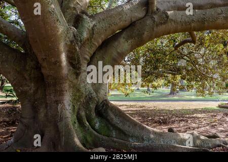 Very old wild fig tree trunk close up in park Stock Photo