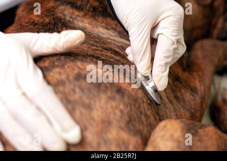 veterinarian listens to a dog's heartbeat. doctor applies a stethoscope to a pet. Stock Photo