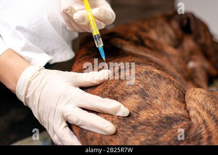 vet vaccinates dog. the doctor holds a syringe in his hand and is about to give an injection to a pet. Stock Photo