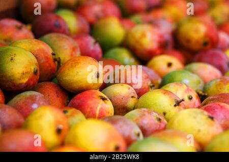 Rows of ripe mangoes in close-up yellow-red color, lie on the market stall. India Goa Stock Photo