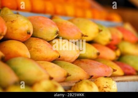 Rows of ripe mangoes in close-up yellow-red color, lie on the market stall. India Goa Stock Photo