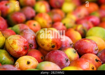 Rows of ripe mangoes in close-up yellow-red color, lie on the market stall. India Goa Stock Photo