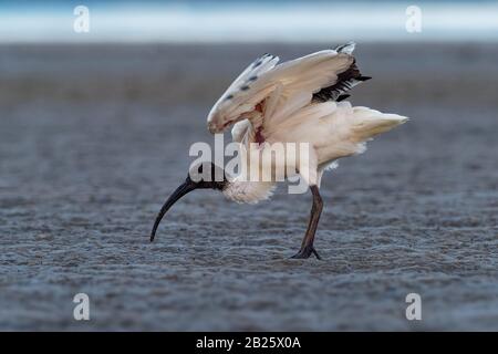 Australian Ibis  - Threskiornis moluccus black and white ibis from Australia looking for crabs during low tide. Stock Photo