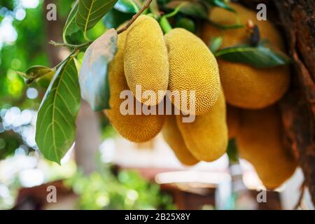 Large fresh fruits of jackfruit hang on a tree against the background of green leaves. Jackfruit in a natural environment. Organic fruit. India Stock Photo