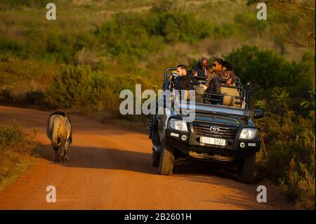 Tourists in game drive vehicle watching a lion, Panthera leo, Gondwana Game Reserve, South Africa