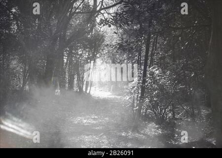 the ruins of an old house deep in the woods that was once used as a hotel but burnt down a long time ago after an argument between a wife and husband Stock Photo