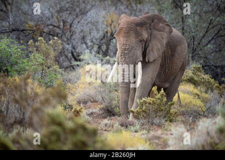 African elephant in fynbos vegetation, Loxodonta africana africana, Sanbona Wildlife Reserve, South Africa Stock Photo