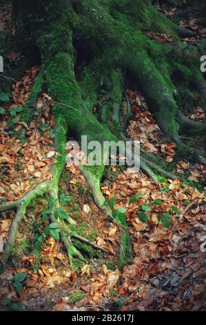 Old tree roots covered with green moss. Tree roots and carpet of dry leaves. Forest view Stock Photo