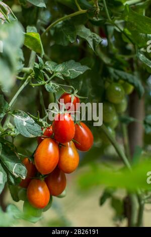 closeup of a bunch ripe roma tomatoes hanging on a vine Stock Photo