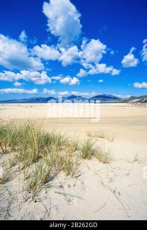 Dune grass and sands of Traigh Rosamol Beach on a beautiful Summer day in June with blue sky, Luskentyre, Isle of Harris, Scotland, UK