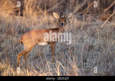 Steenbok, Raphicerus campestris, Mabula Game Reserve, South Africa Stock Photo