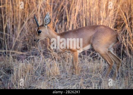 Steenbok, Raphicerus campestris, Mabula Game Reserve, South Africa Stock Photo