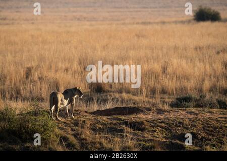 Lion in grassland, Panthero leo, Welgevonden Game Reserve, South Africa Stock Photo