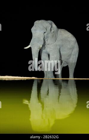African elephant drinking at night, Loxodonta africana africana, Welgevonden Game Reserve, South Africa