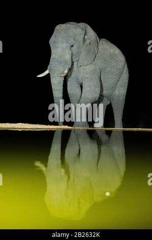 African elephant drinking at night, Loxodonta africana africana, Welgevonden Game Reserve, South Africa