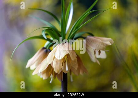 Crown Imperial Fritillary Blooming Flower Flowering Fritillaria imperalis Early Fantasy Fritillaria Flowers Fritillaria Early Fantasy Kings Crown Lily Stock Photo