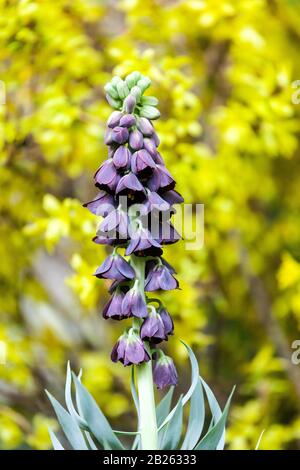 Persian Fritillary Fritillaria persica Stock Photo