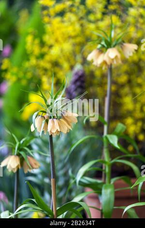Crown Imperial Fritillary Fritillaria imperialis 'Early Fantasy' Stock Photo