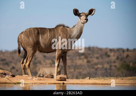 Female greater kudu, Tragelaphus strepsiceros, Welgevonden Game Reserve, South Africa Stock Photo