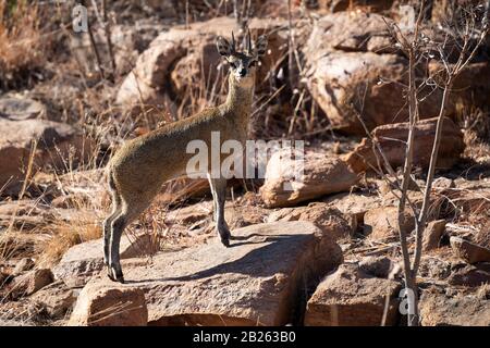 Klipspringer, Oreotragus oreotragus, Welgevonden Game Reserve, South Africa Stock Photo