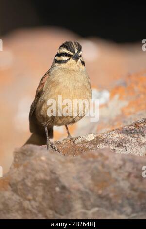 Rock bunting, Emberiza cia, Marakele National Park, Waterberg, South Africa Stock Photo