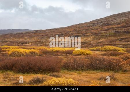 Small bushes growing in Iceland during autumn with yellow leaves Stock Photo