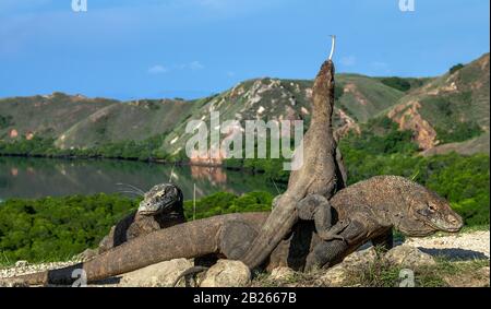 Dragon on the dragon. A female dragon climbed on top of the larger male. Komodo dragon,  scientific name: Varanus komodoensis. Scenic view on the back Stock Photo