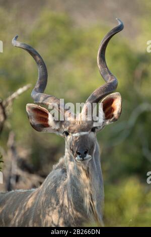 Male greater kudu, Tragelaphus strepsiceros, MalaMala Game Reserve, South Africa Stock Photo