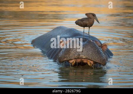 Hamerkop, Scopus umbretta, sitting on yawning hippopotamus, Hippopotamus amphibius, Kruger National Park, South Africa Stock Photo