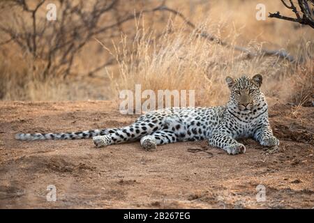Leopard, Panthera pardus, Klaserie Private Nature Reserve, South Africa Stock Photo
